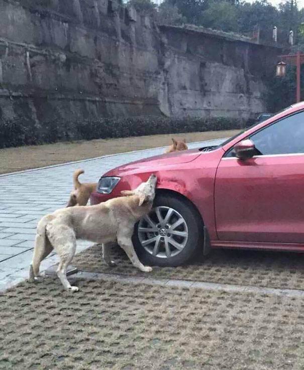 собаки погрызли Volkswagen
