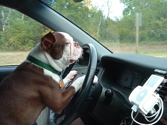 Bulldog Driving.jpg