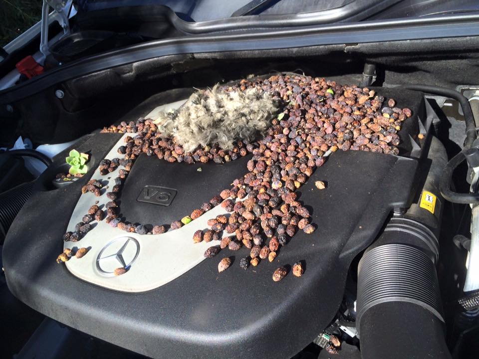 норка суслика под каптом Mercedes норка суслика под каптом Mercedes